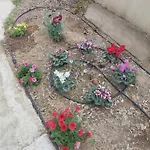 Sonia Cyclamen *