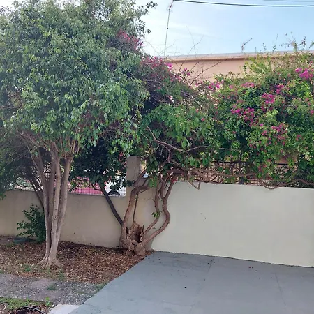 Sonia Cyclamen * חאניה