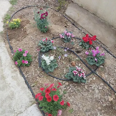 Sonia Cyclamen *
