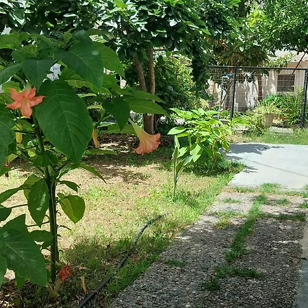 Sonia Cyclamen * Chania (Crete)