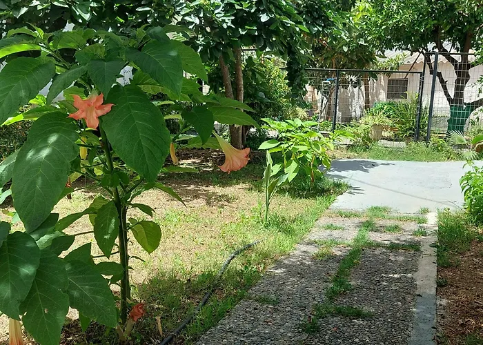 Sonia Cyclamen * Chania (Crete)